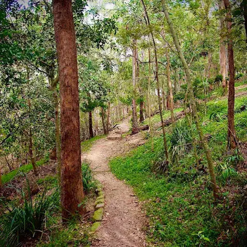 A winding dirt path lined with mossy stones and surrounded by tall trees in a lush green forest.